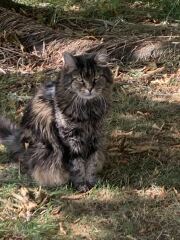 Cat with matted fur under chin