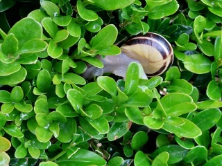 What are these snails doing?