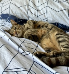 The One after the One where the Excellent Cats posed for a calendar