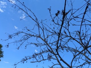 2 out of 4 rowan trees have died - why?