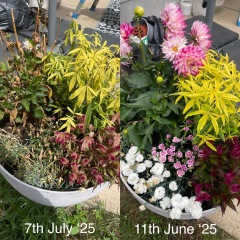 Flowers a dying? HELP