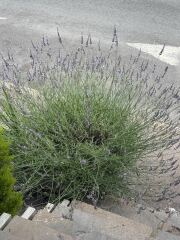 What’s happening to my lavender?
