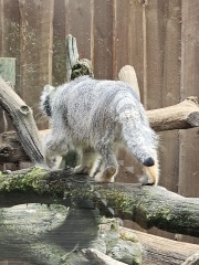 The One after the One where the Excellent Cats posed for a calendar