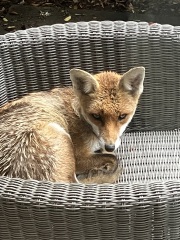 Can we talk about my fox family please?