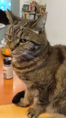 Thread 27 Starmer: He's a very clever cat