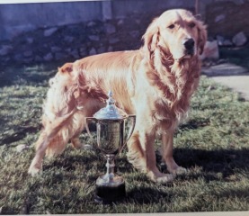 Adolescent Dog Survival Thread - welcome to the teenage wasteland