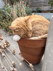 Settling second new cat