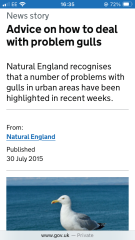 How to deal with bloody gulls?!