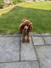 Poodle or doodle? (Lighthearted game)