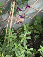 Hummingbird Hawk Moth