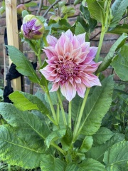 Beware of Sarah Raven