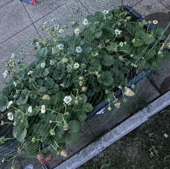 Why aren’t my strawberries flowering?