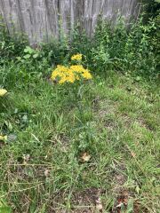 Plant id please