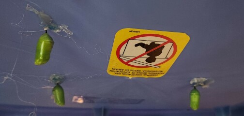 Weeds Have Rights Too !