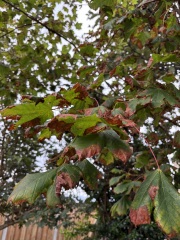 What’s wrong with our tree