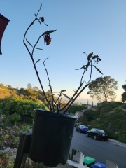 Weeds Have Rights Too !