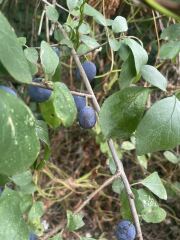 Are these sloe berries or anything useful?
