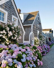 Annoying bright pink hydrangea