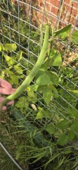 What have you done in the garden today? Part 7