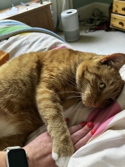 The One after the One where the Excellent Cats posed for a calendar