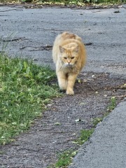 The One after the One where the Excellent Cats posed for a calendar