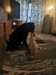 Rottweiler owners- tell me about them!