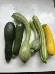 The Vegetable Patch 2024/2025