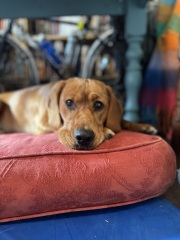 Adolescent Dog Survival Thread - welcome to the teenage wasteland