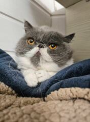 Pampered, Persian, Princess Penelope