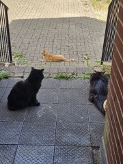 The One after the One where the Excellent Cats posed for a calendar