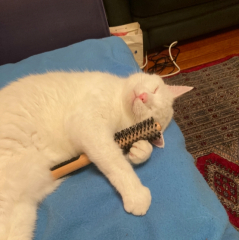 Cat with matted fur under chin