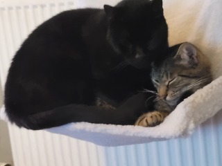 Can I just show you my two foster fails...
