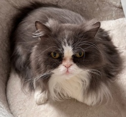Pampered, Persian, Princess Penelope