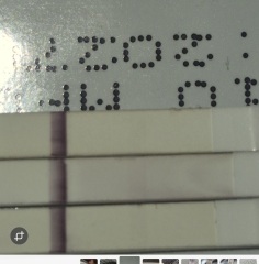 Thick pink line, evap?