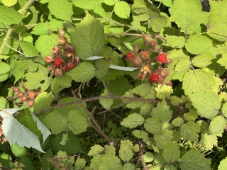 Come and tell us your dull and unexciting news 34: Calmly through the day