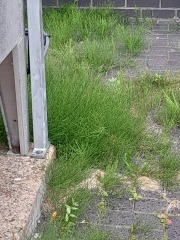 Weeds Have Rights Too !