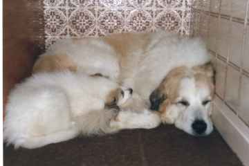 Adolescent Dog Survival Thread - welcome to the teenage wasteland