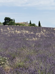 Year round Nigel Slater discussion thread Part 2