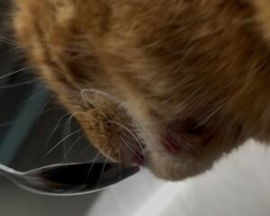Cancer, abscess or infection? *Pic warning*