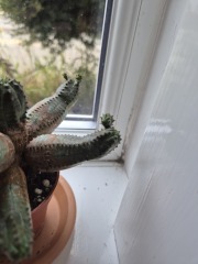 Propagation question for cactus lovers