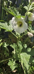 What have you done in the garden today? Part 7