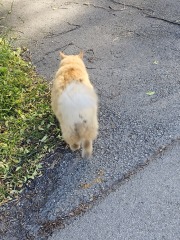 The One after the One where the Excellent Cats posed for a calendar