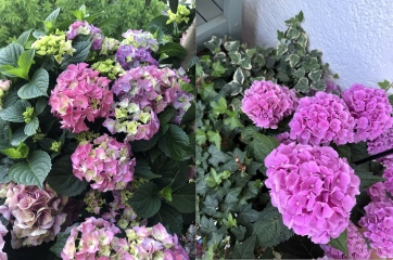 Annoying bright pink hydrangea