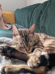 The One after the One where the Excellent Cats posed for a calendar