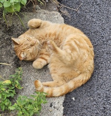 The One after the One where the Excellent Cats posed for a calendar