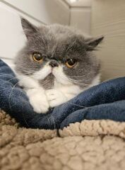 Pampered, Persian, Princess Penelope