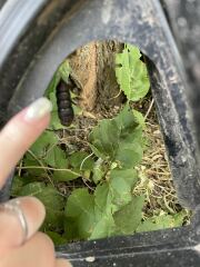 What Caterpillar is this