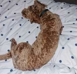 Where to let sleeping dogs lie.....