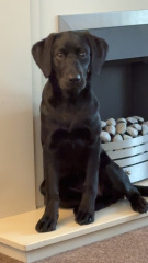 What do you think you got right about dog choices?
