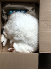 The One after the One where the Excellent Cats posed for a calendar